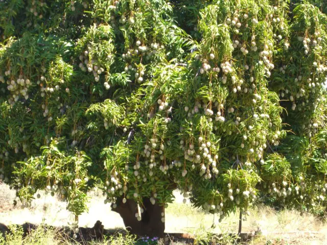 Should you put mulch around a mango tree