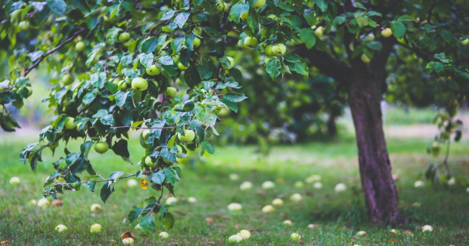 best mulch for apple trees