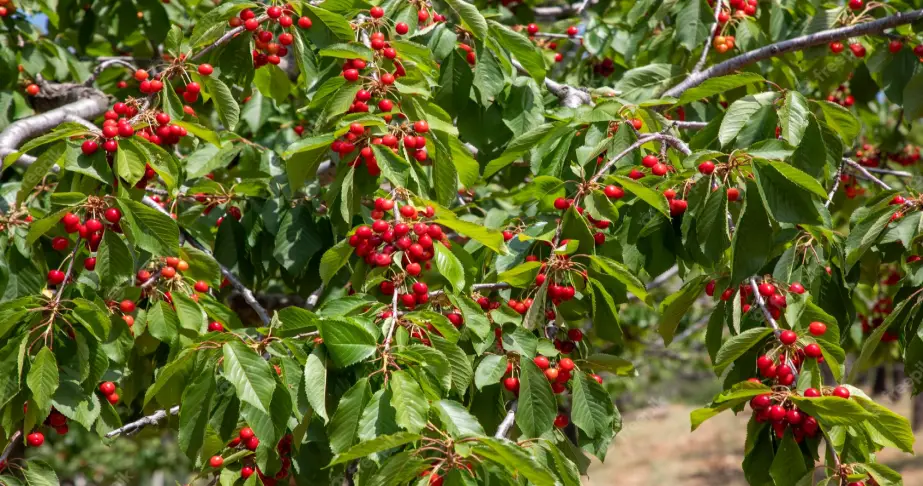 best mulch for cherry trees