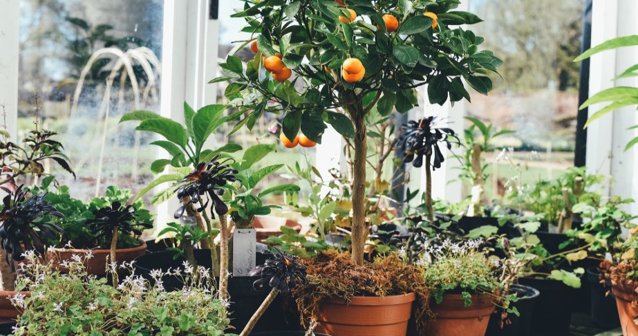 best mulch for citrus trees in pots