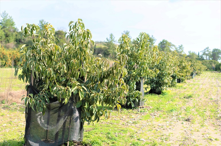 best mulch for hass' avocado trees