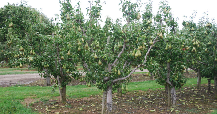 5 Best Mulch Options for Pear Trees