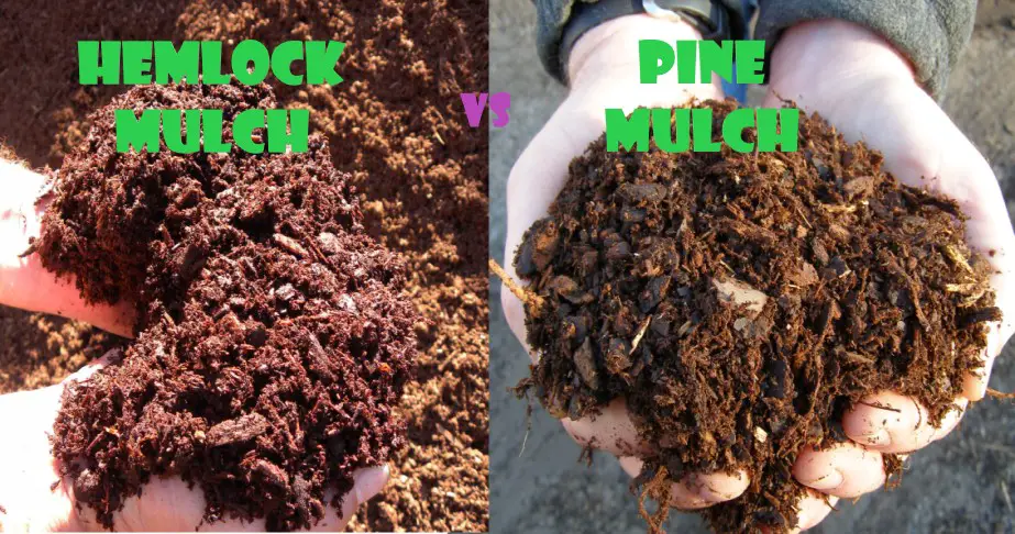 hemlock vs pine mulch