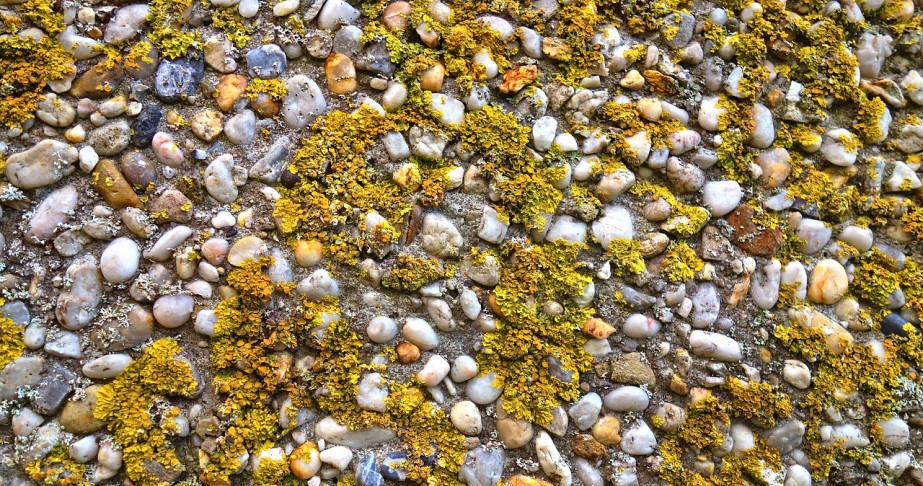 how to clean algae off landscape rocks