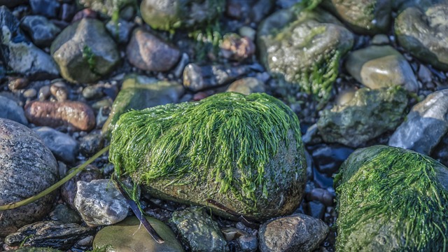 how to clean algae off rocks