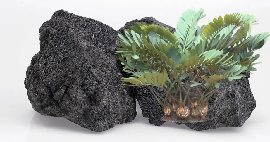 Ultimate Guide: How to Use Lava Rocks for Plants