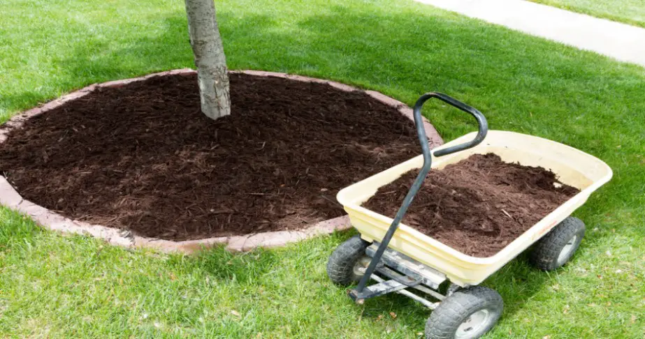Is Cedar Mulch Good for Fruit Trees? Yes, here’s why