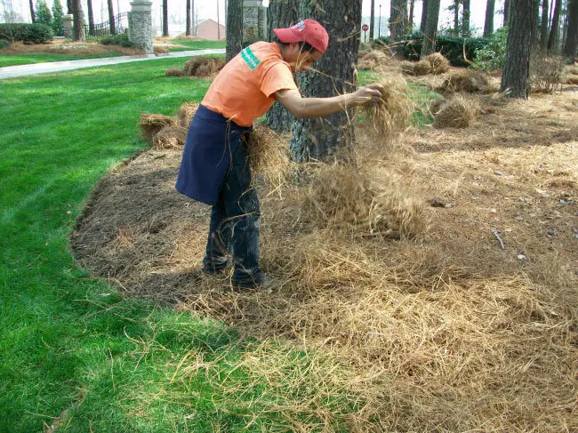 is pine straw a good mulch for strawberries