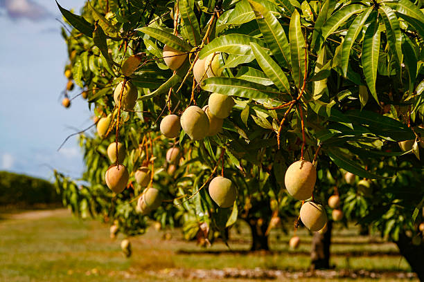 should you mulch mango trees