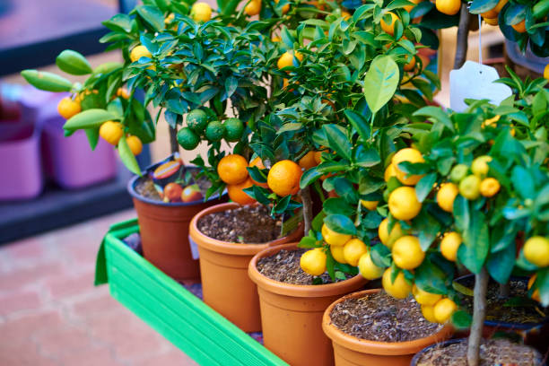 what is best mulch for citrus trees