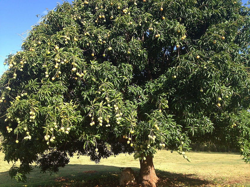 what is the best mulch for mango trees