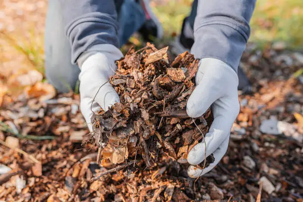 what mulch is best for apple trees