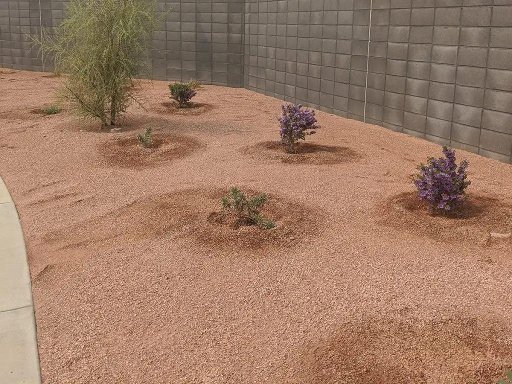 planting in decomposed granite